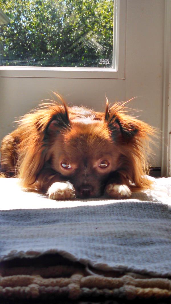 /Images/uploads/Humane Rescue Alliance/HRACalendarPhotoContest/entries/9096thumb.jpg